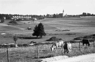 Aufkirchen: Ort, Vordergrund weidende Kühe