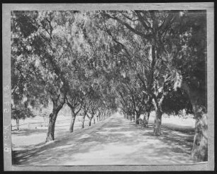 Sawtelle. Pepper Drive leading to Cemetary, Soldier`s Home, Cal.