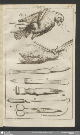 Pl. 6. Oiseaux