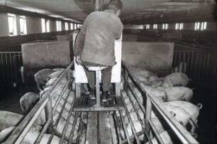 Schweinefütterung