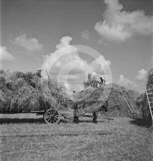 Erntewagen bei der Heuernte in Polen
