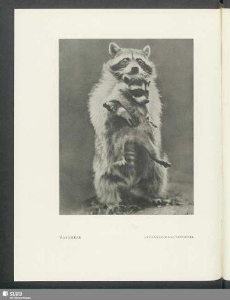 Waschbär