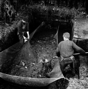 Heilshooper Teich: Fischzucht Hans Duis: Karpfenfischen: links Mann mit Netz am Ende des Teichauslaufs: rechts Mann beim Keschern der Karpfen