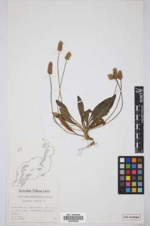 Plantago lagopus lagopus L.