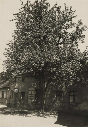 Frühling. Blühender Baum an einer Schlosserei