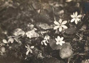 Leberblümchen (Hepatica nobilis, Syn. Anemone hepatica)
