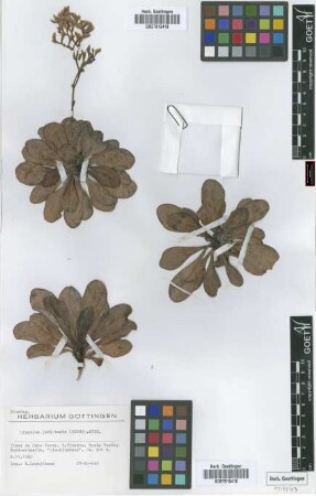 Limonium jovi-barba (Webb) O. Kuntze