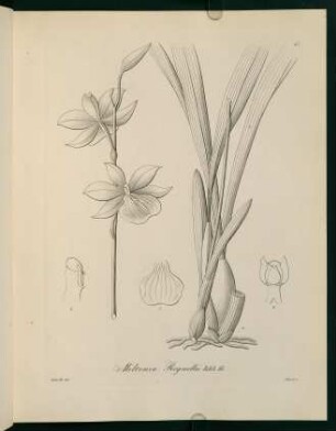 47r-47v, Miltonia Regnellii