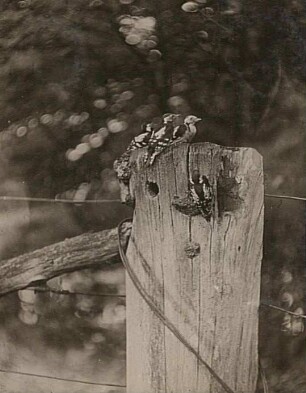 Friedrichsmoor, Mecklenburg-Vorpommern. Mittelspecht (Dendrocopus medius, früher auch: Dryobates medius), Jungvögel beim Verlassen der Nisthöhle