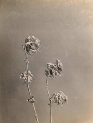 Marien-Glockenblume (Campanula medium L.), Samenkapseln