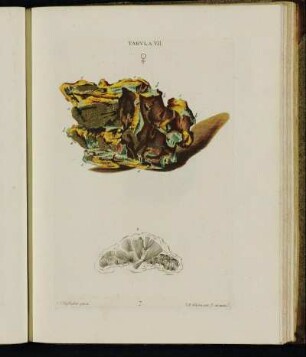 Tabula VII.