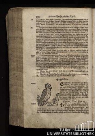 Cap. 19. Sperber, Nisus.
