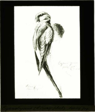 Cyanoliseus patagonus (Vieillot, 1818)