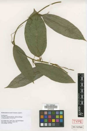 Passiflora jatunsachensis Schwedtf. [isotype]