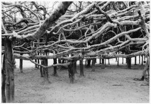 Feigenbaum (ficus indica) Phimai (Thailand)