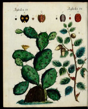 Kostbare Insecten.
