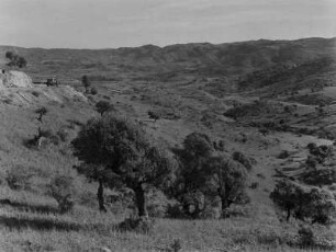 Savanne : Savanne im Hochland Eritreas