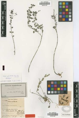 Pilea pendula C.Wright ex Griseb.