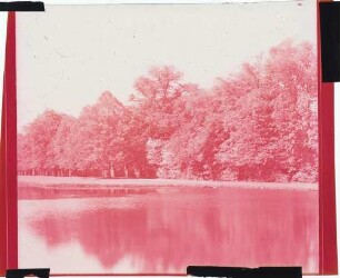 Fotografie: Waldlandschaft in rot