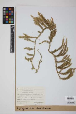 Lycopodium annotinum annotinum L.