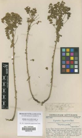 Euphorbia seguieriana Neck.