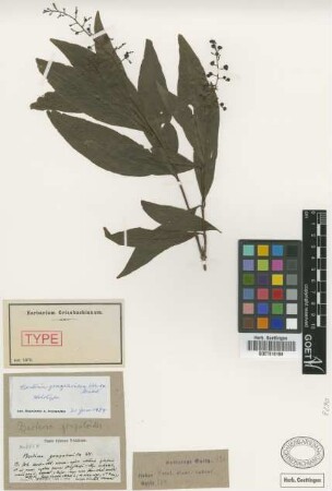 Bertiera gonzaleoides C. Wright ex Griseb. [holotype]