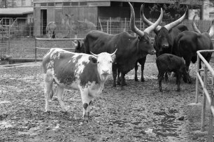 Rinder und Kühe im Karlsruher Zoo