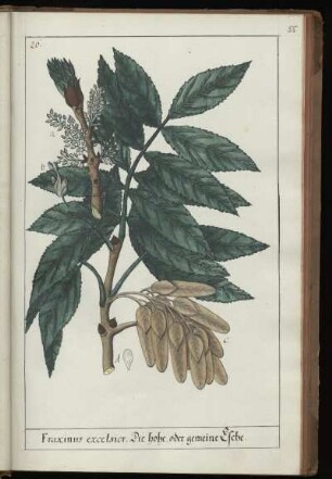 26. Fraxinus excelsior. Die hohe oder gemeine Esche