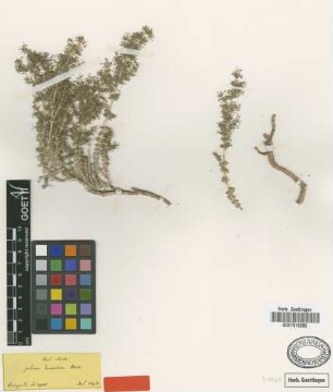 Galium dumosum Boiss. [isotype]