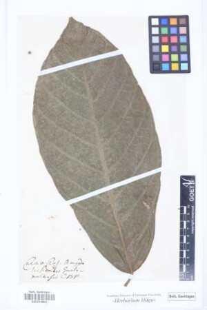 Cacao