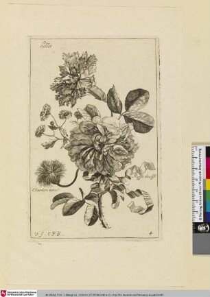 Hillet; Chardon benis; Rosse double