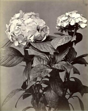 85. Hortensia