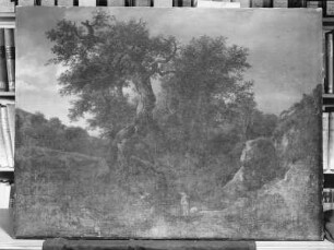 Waldlandschaft