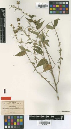 Abutilon attenuatum B.L.Rob. & Seaton [isotype]