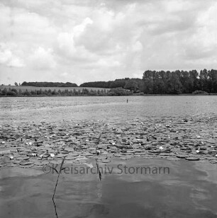 Freibad Poggensee: Seerosen
