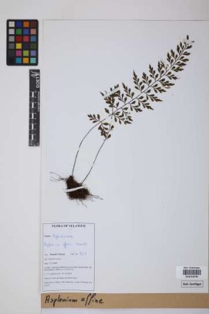 Asplenium affine Sw.