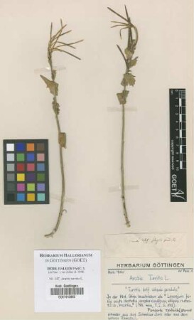 Arabis turrita L.