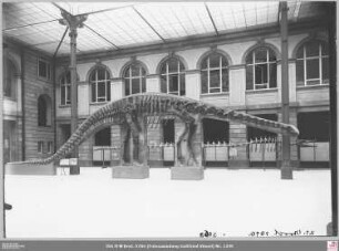 Senckenbergmuseum: Ausstellungshalle mir Dinosaurierskelett