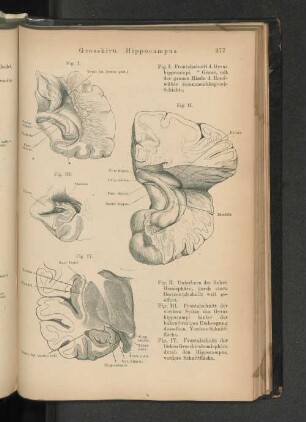 Grosshirn. Hippocampus.