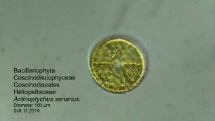 Actinoptychus senarius Sylt 2014