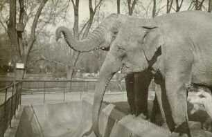 Indischer Elefant (Elephas maximus indicus) und afrikanischer Elefant (Loxodonta africana). Elefantenkuh Birma (etwa 9 bis 10jährig) und Elefantenbulle Jumbo (etwa 8 jährig). Beachte die Verschiedenheit der Rüsselspitze. Dresden, Zoologischer Garten