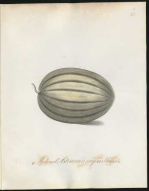 Melon d'Astracan à rayons blancs