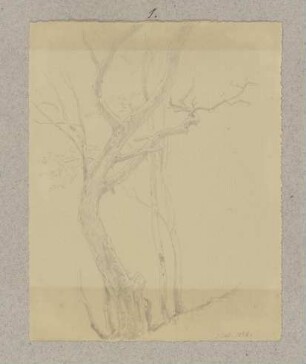 Kahler Baum
