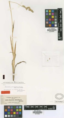 Panicum obtusiflorum Hochst. ex A.Rich. [type]