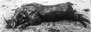 Erlegtes Warzenschwein : Warzenschwein, das in der Umba-Steppe erlegt wurde.