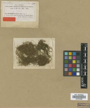 Isopterygium fallax M.Fleisch.