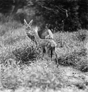 Rehe. Ricke mit Jungtier