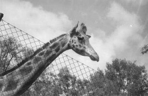 Dresden, Zoologischer Garten. Giraffe