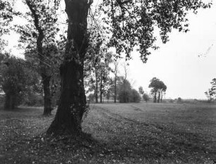 Auwald : Blick durch den Auwald bei Schkeuditz