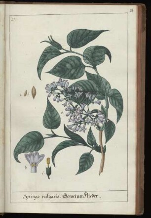 27. Syringa vulgaris. Gemeiner Flieder